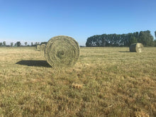Laden Sie das Bild in den Galerie-Viewer, 40 x Rundballen Heu / ca. 1,35 m im Durchmesser - inkl. 7 % MwSt.

