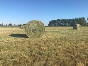 40 x Rundballen Heu / ca. 1,35 m im Durchmesser - inkl. 7 % MwSt.